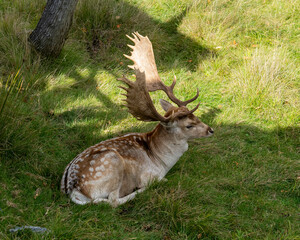 Obraz premium Deer Stock Photo and Image. Close-up aerial view resting on grass displaying antlers and brow spot fur coat in its environment and habitat surrounding.