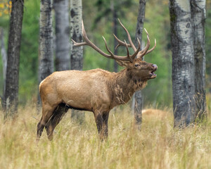 Naklejka na ściany i meble Elk Stock Photo and Image. Male animal in the forest in the mating hunting season and making a bulge call, displaying mouth open, antlers in its environment and habitat surrounding.