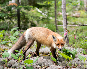 Red Fox Photo. Fox Image.  Close-up profile side view looking at camera with a blur forest background and wild flowers in its environment and habitat.