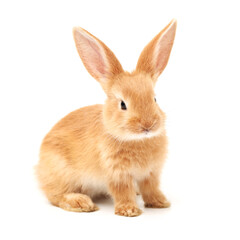 Obraz premium rabbit isolated on white