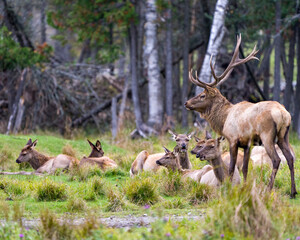 Obraz premium Elk Stock Photo and Image. Buck guarding his herd of elk cows with a blur forest background in their environment and habitat surrounding.