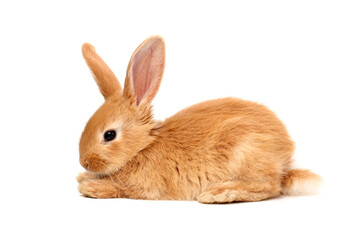 rabbit isolated on white background