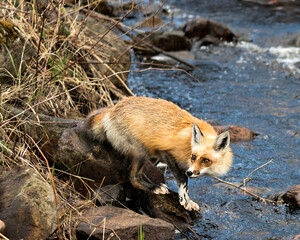 Red Fox Photo Stock. Fox Image.  Close-up by the river in the springtime with blur water and foliage background in its environment and habitat, displaying white marks on paws. Picture. Portrait.