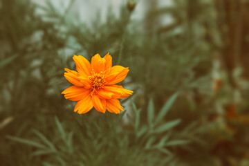 Close-up Beautiful Mexican Aster or Cosmos sulphureus ( kenikir sulfur ), Cosmos Caudatus, Cosmos Flower bright orange blooming in the garden. flower with blur or out of focus background. yellow petal - Powered by Adobe