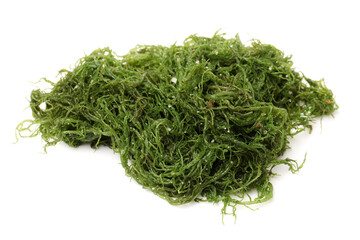 Laminaria (Kelp) Seaweed Isolated on White Background