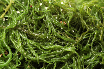Laminaria (Kelp) Seaweed Isolated on White Background