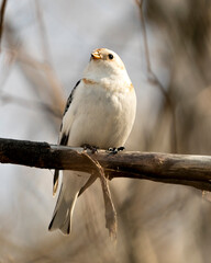 Snow bunting Photo Stock. Close-up view, perched on a tree branch with a blur background in its environment and habitat. Image. Picture. Portrait.