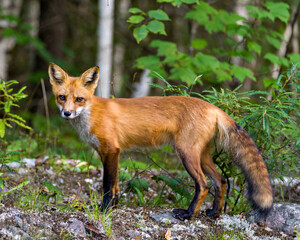 Fototapeta premium Red Fox Stock Photo and Image. Close-up profile side view with blur forest and birch trees background in its environment and habitat surrounding and looking at camera. Fox Picture.