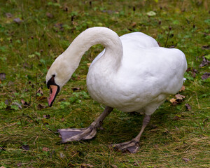 Swan Mute Stock Photo and Image. Bird standing on grass displaying its beautiful white feather plumage in its environment and habitat surrounding. Picture. Portrait.