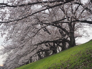 堤防の桜並木道