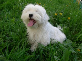 dog on grass