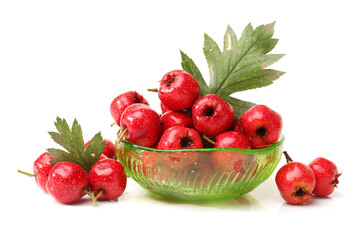 Hawthorn on a white background 