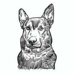 Vintage hand drawn sketch german shepherd dog