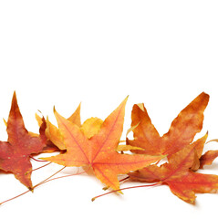 autumn maple-leaf, isolated on a white background