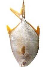 fresh Pomfret isolated on white background 