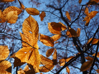 sunlit fall foliage close-up