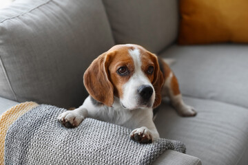 Cute Beagle dog lying on sofa