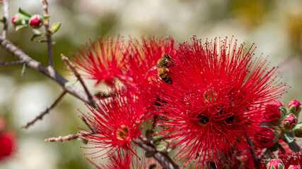Kings Park and Botanical Garden is a 400.6-hectare park overlooking Perth Water and the central business district of Perth