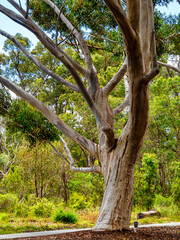 Kings Park and Botanical Garden is a 400.6-hectare park overlooking Perth Water and the central business district of Perth