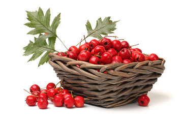 Hawthorn on a white background 