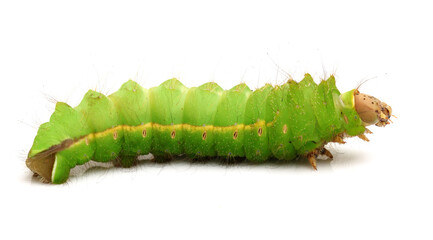 silk worm on white background