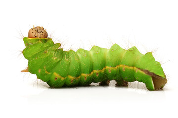 silk worm on white background