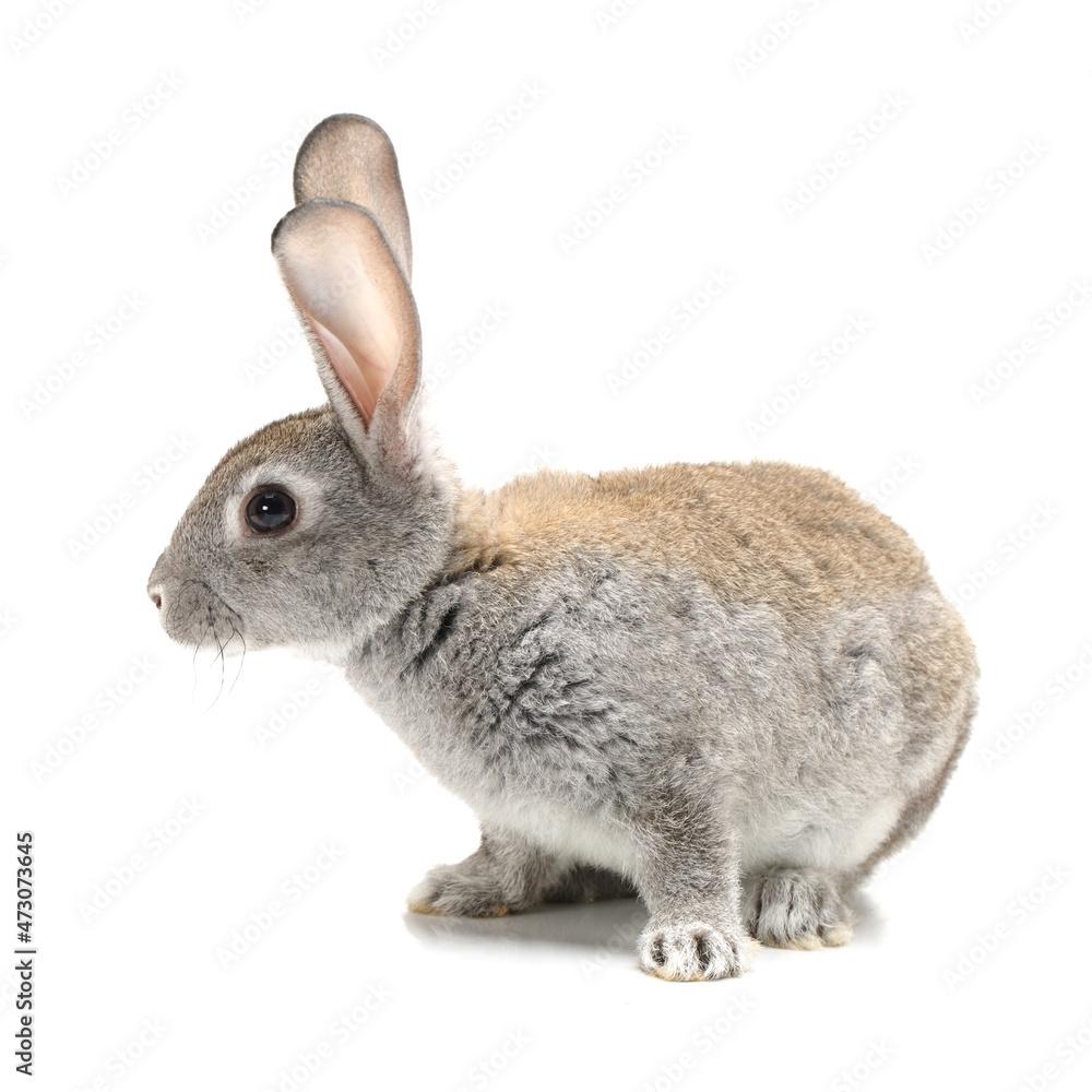 Canvas Prints rabbit isolated on white background