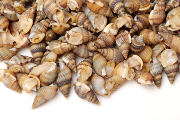 Whelks on white background 
