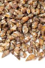Whelks background 