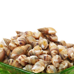 Whelks on white background 