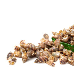 Whelks on white background 