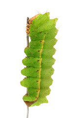 Silkworm moth larvae on a white background 