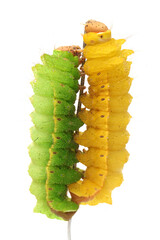 Silkworm moth larvae on a white background 