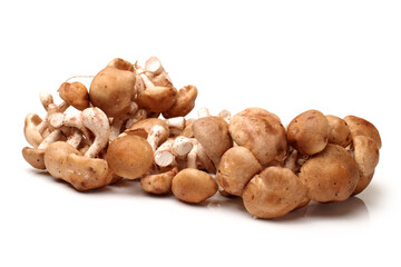 Shiitake mushroom on the White background 
