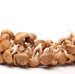 Shiitake mushroom on the White background 