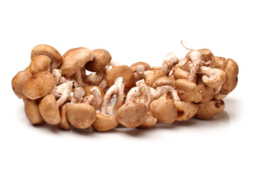 Shiitake mushroom on the White background 