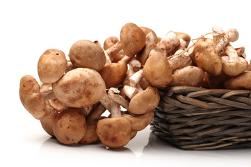 Shiitake mushroom on the White background 