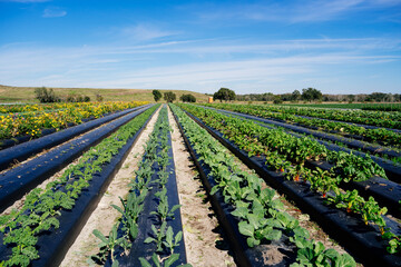 Fototapeta na wymiar A modern you pick vegetable and flower farm