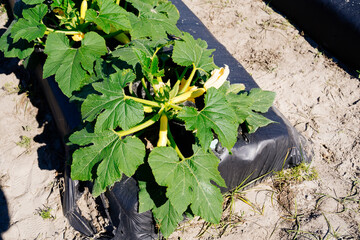 A modern vegetable farm in flo