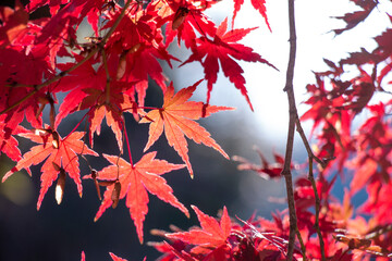 紅葉と木漏れ日