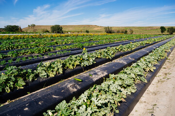 Fototapeta na wymiar a modern vegetable farm in Florida