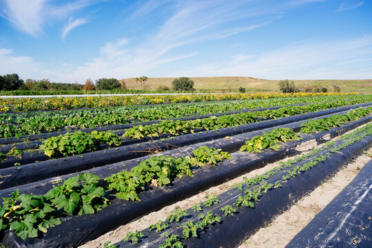 a modern vegetable farm in Florida