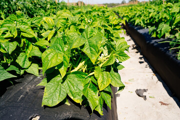 a modern vegetable farm in Florida	
