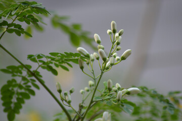 Moringa oleifera, Common names include moringa, drumstick tree, horseradish tree, kelor, ben oil...