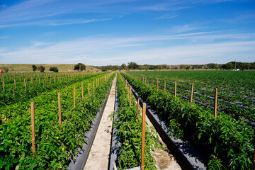 Fototapeta na wymiar A modern tomato farm in USA 