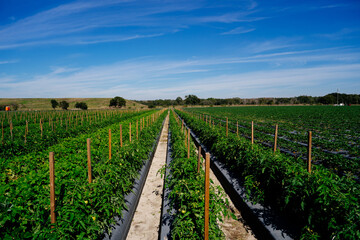 Fototapeta na wymiar a modern vegetable farm in Florida
