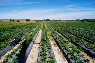 Fototapeta na wymiar A modern you pick strawberry farm 