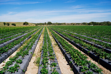 Fototapeta na wymiar A modern strawberry farm in florida 
