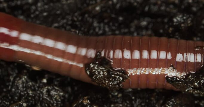 Earthworm gliding across wet soil.