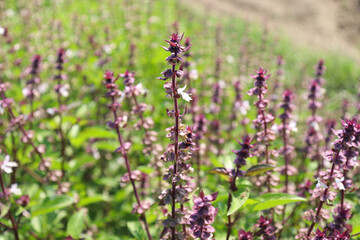 pink colored Salvia leucantha flower farm